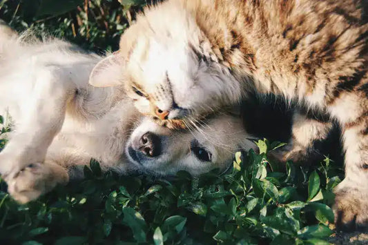 Is Sea Moss Veilig voor honden en katten?