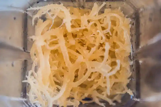 Stap-voor-Stap: Hoe Maak Je de Beste Sea Moss Gel